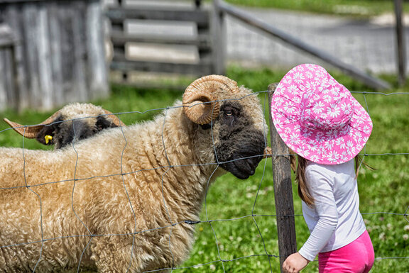 Tiere am Hof