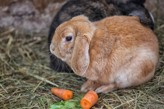 Tiere am Hof