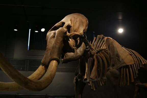 Mammut-Museum