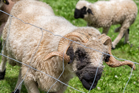 Tiere am Hof