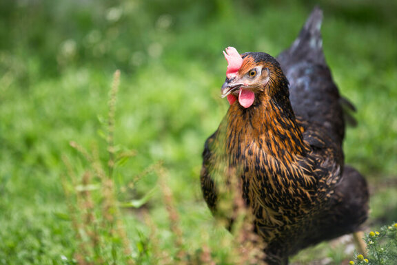 Tiere am Hof